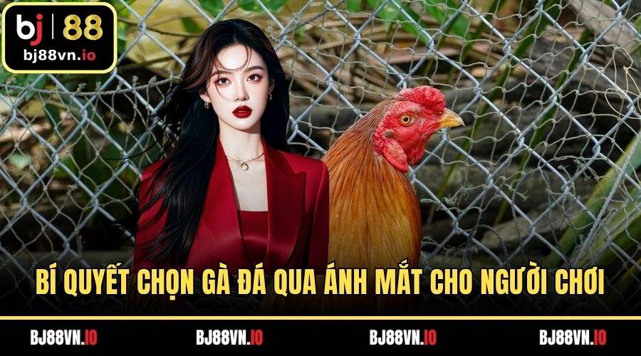 Bí Quyết Chọn Gà Đá Qua Ánh Mắt Chuẩn Cho Người Chơi