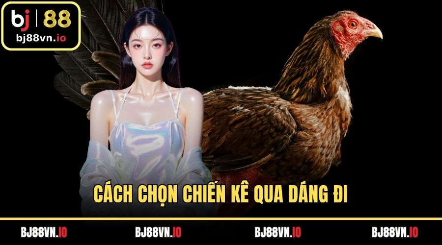 Cách Chọn Chiến Kê Qua Dáng Đi - Nghệ Thuật Tuyển Chọn BJ88