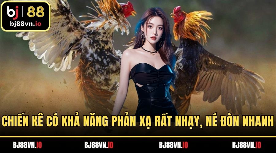 Chiến kê có khả năng phản xạ rất nhạy, né đòn nhanh