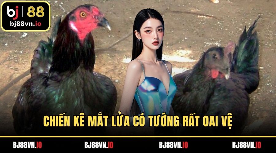 Chiến kê mắt lửa có tướng rất oai vệ