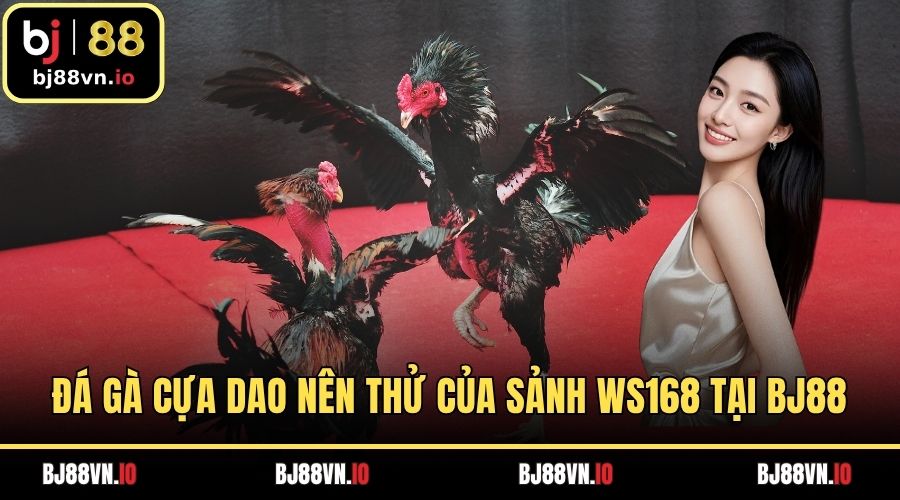 Đá gà cựa dao nên thử của sảnh WS168 tại BJ88