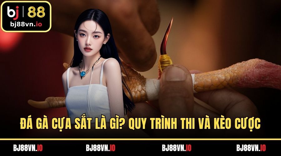 Đá Gà Cựa Sắt Là Gì? Quy Trình Thi Và Kèo Cược Phổ Biến
