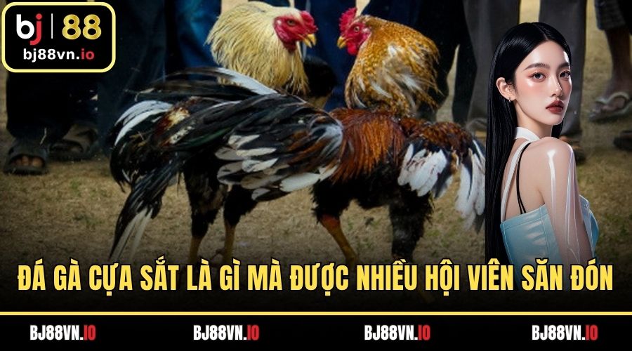 Đá gà cựa sắt là gì mà được nhiều hội viên săn đón