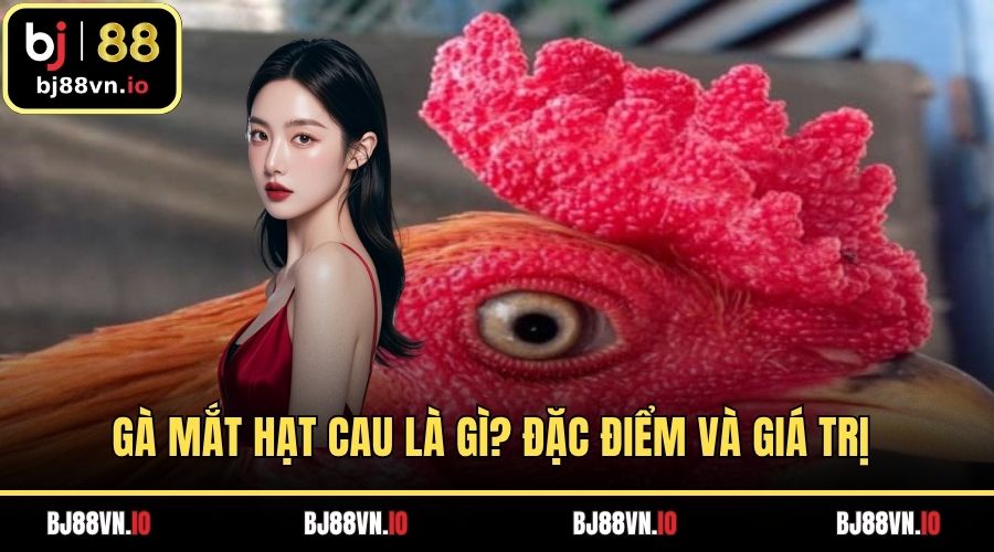 Gà Mắt Hạt Cau Là Gì? Đặc Điểm Và Giá Trị Dòng Quý Hiếm