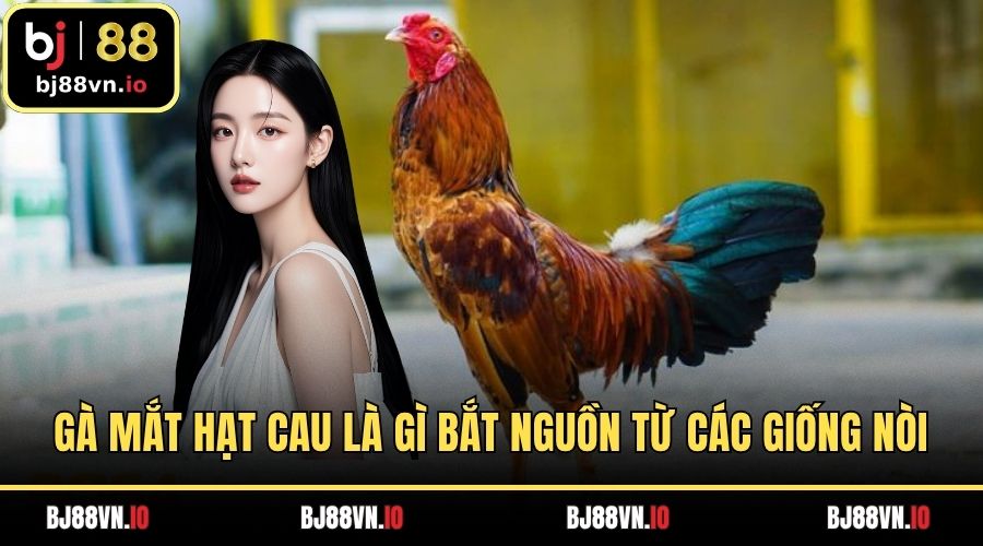 Gà mắt hạt cau là gì bắt nguồn từ các giống nòi