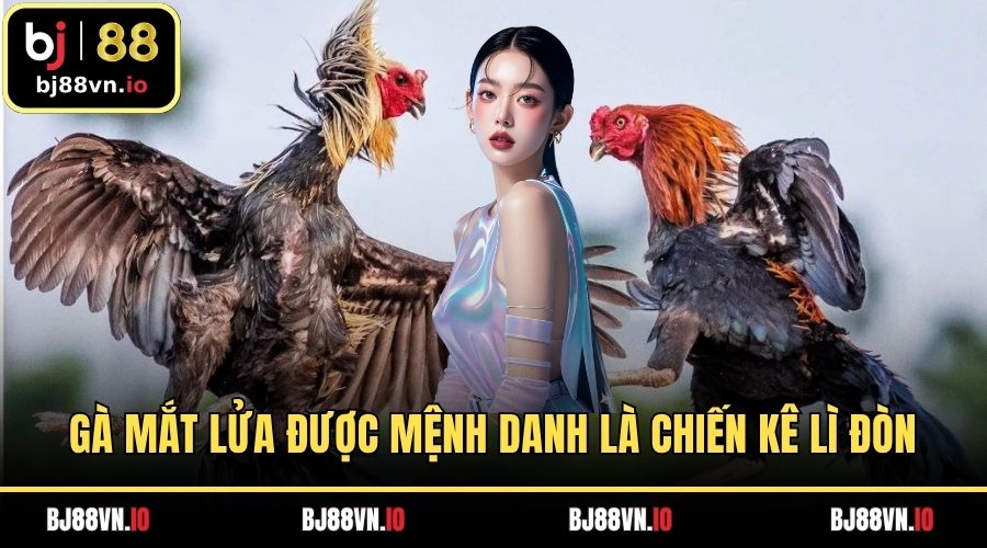 Gà mắt lửa được mệnh danh là chiến kê lì đòn