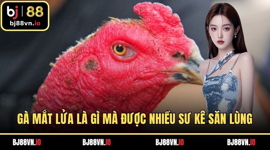 Gà mắt lửa là gì mà được nhiều sư kê săn lùng