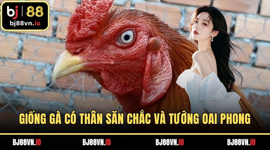 Giống gà có thân săn chắc và tướng oai phong