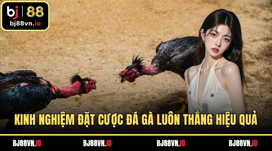 Kinh Nghiệm Đặt Cược Đá Gà Luôn Thắng Nâng Cao Hiệu Quả