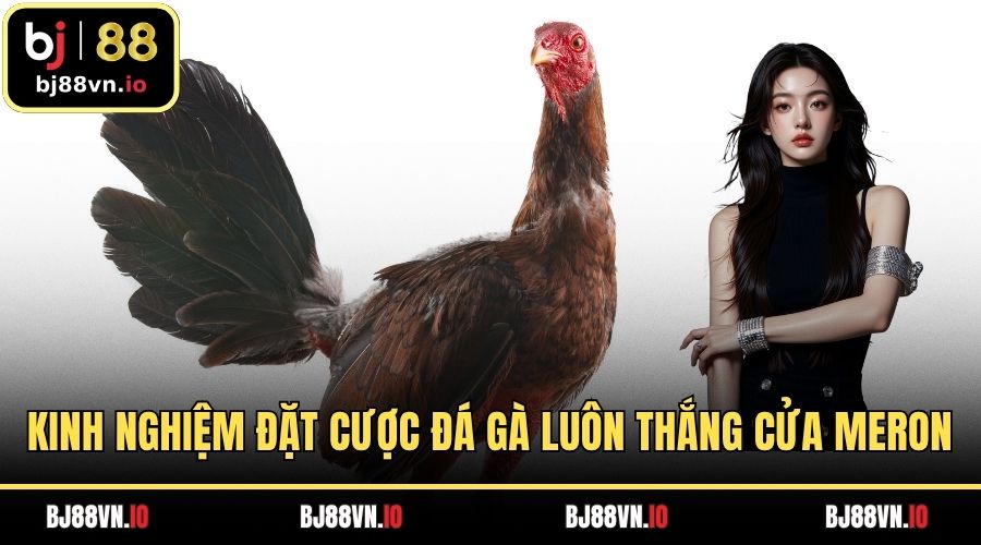 Kinh nghiệm đặt cược đá gà luôn thắng khi đặt cửa Meron