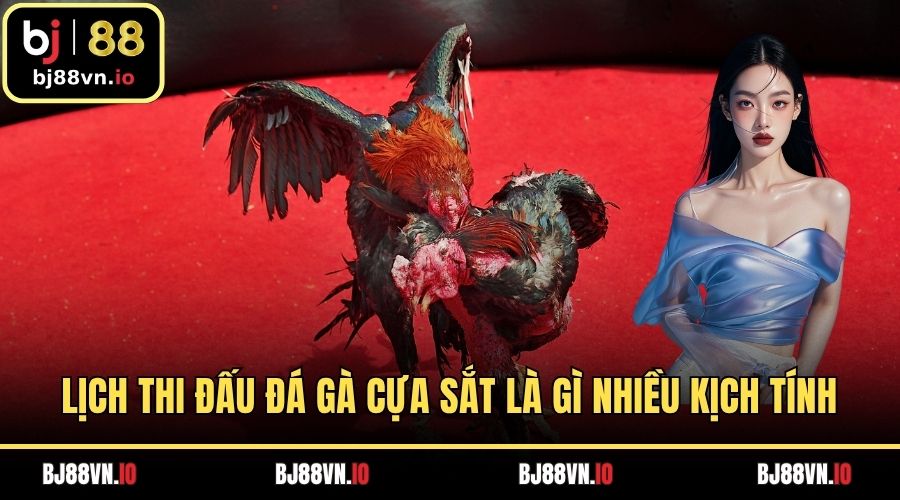 Lịch thi đấu đá gà cựa sắt là gì sẽ mang tới nhiều kịch tính