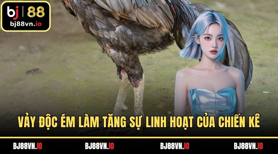 Vảy độc ém làm tăng sự linh hoạt của chiến kê