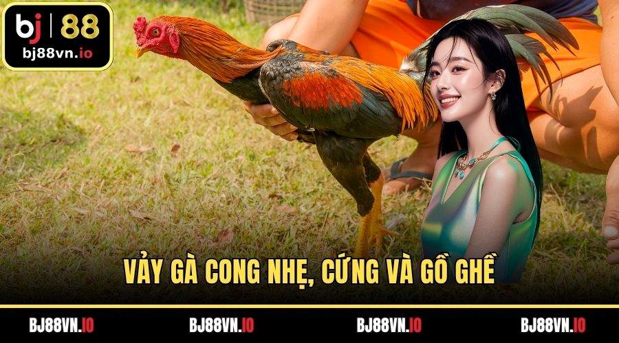 Vảy gà cong nhẹ, cứng và gồ ghề