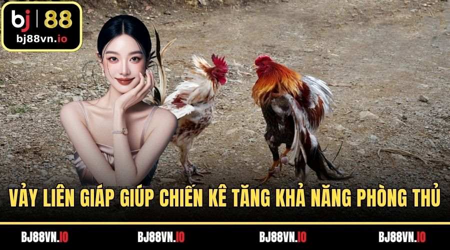 Vảy liên giáp giúp chiến kê tăng khả năng phòng thủ