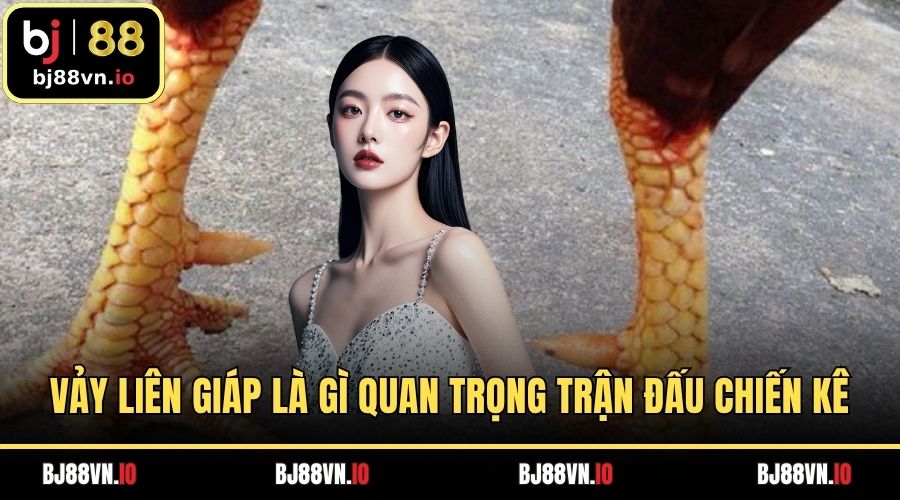 Vảy liên giáp là gì quan trọng trong trận đấu chiến kê